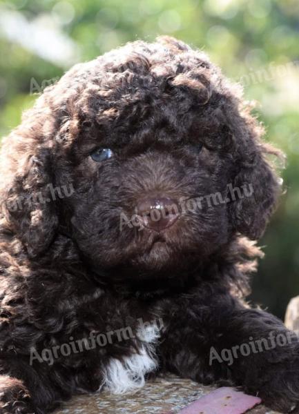 Kiskutya,  Lagotto Romagnolo