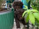 Kiskutya,  Lagotto Romagnolo