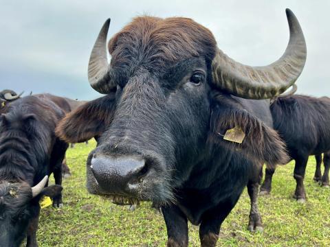 Sümegi gazdaság állatgondozót keres (bivaly,  racka,  szőlő)