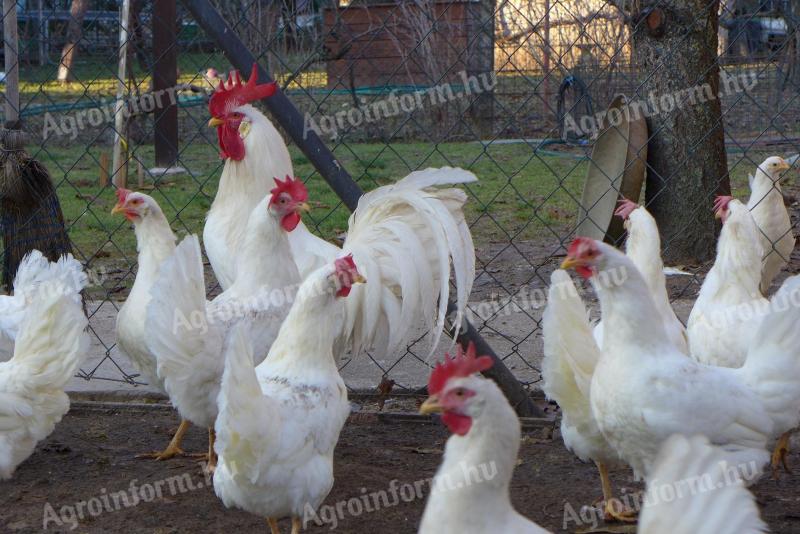 Leghorn csibe,  csirke,  naposcsibe