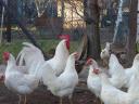 Leghorn csibe,  csirke,  naposcsibe