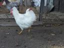 Leghorn csibe,  csirke,  naposcsibe