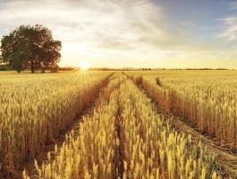 Búza felvásárlás Dunántúli régió