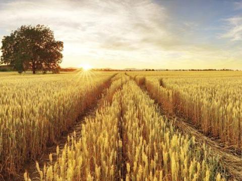 Búza felvásárlás Dunántúli régió Búza felvásárlás Dunántúli régió
