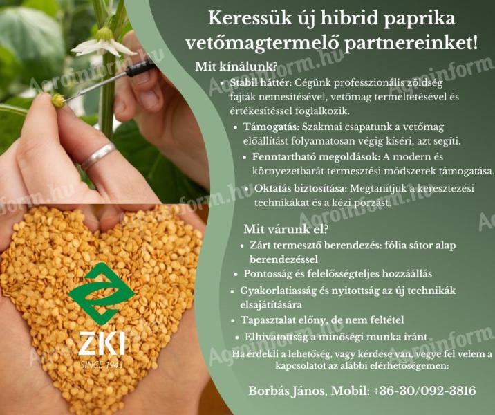 Hibrid paprika vetőmagtermeléshez keresünk precíz és elhivatott termelőket