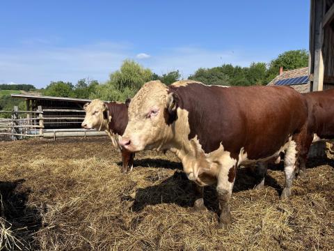 Hereford tenyészbikák Hereford tenyészbikák