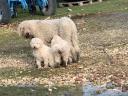 Komondor jellegű kiskutya gazdit keres