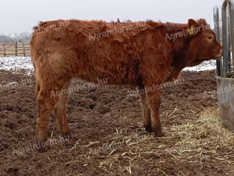 Limousin üsző eladó.