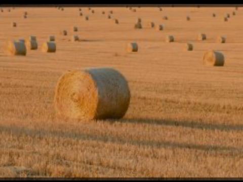 Eladó szalma, széna, szenázs Eladó szalma, széna, szenázs