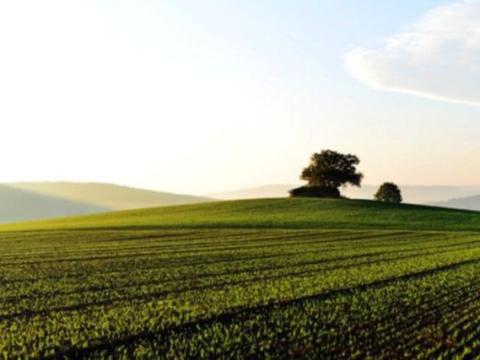 Termőföldet vennék/bérelnék Mezőtárkányon és környékén Termőföldet vennék/bérelnék Mezőtárkányon és környékén