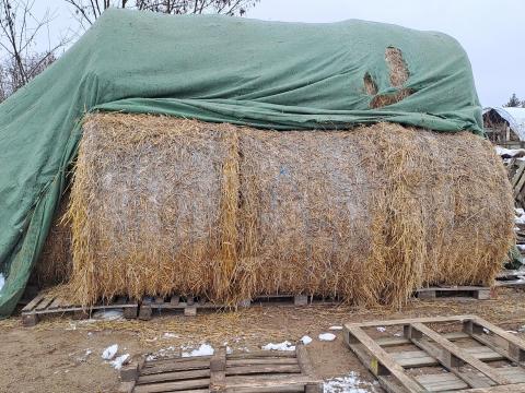 Árpaszalma Árpaszalma