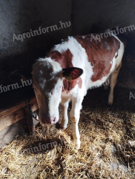 Magyartarka üsző eladó