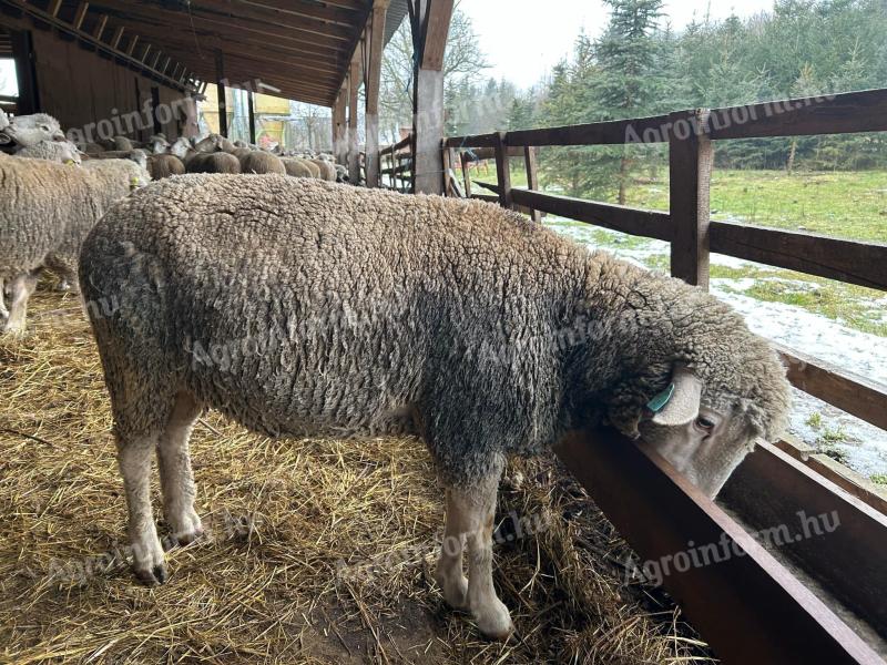 30 db regisztrált,  magyar merinó-ilde francia anyajuh eladó