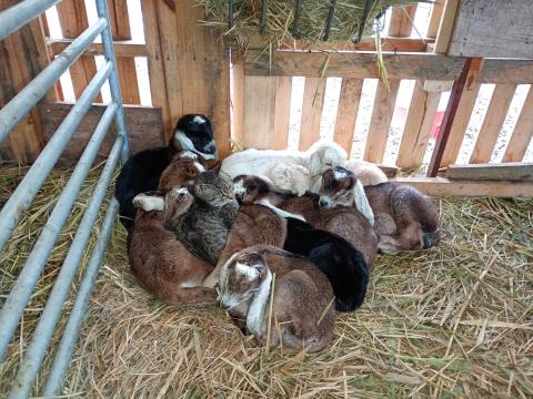 Anglo-núbiai bak gidák eladók