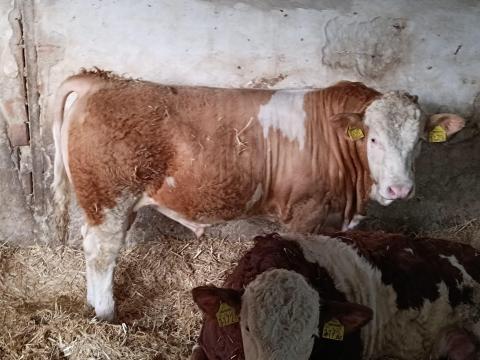 Magyar tarka, magyartarka tenyészbikák Magyar tarka, magyartarka tenyészbikák