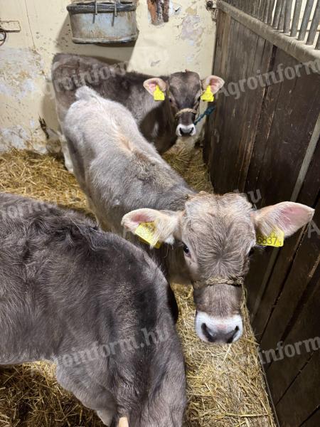 Brown swiss bika borjú eladó