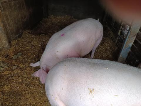 Nagysúlyú hízó Nagysúlyú hízó