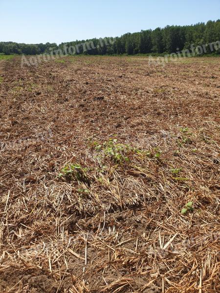 Szántóföld eladó Szajol és Szolnok között, 9,059 ha