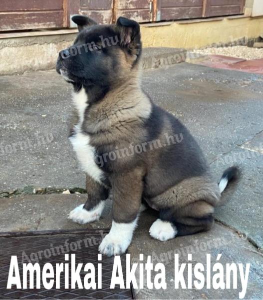 Amerikai akita kislány