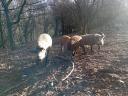 Mangalica süldő