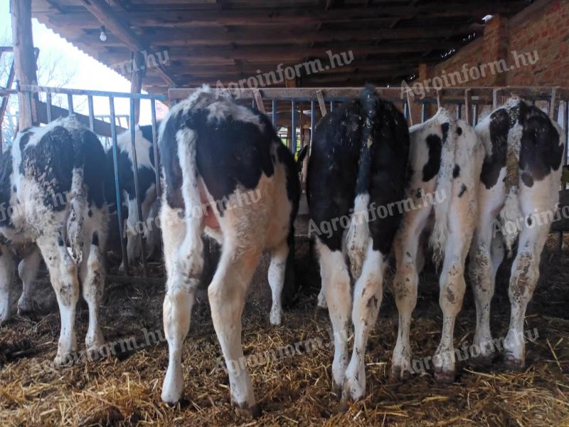 73db holstein bikaborjú eladó