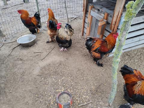 Brahma és orpington kakasok eladók Brahma és orpington kakasok eladók