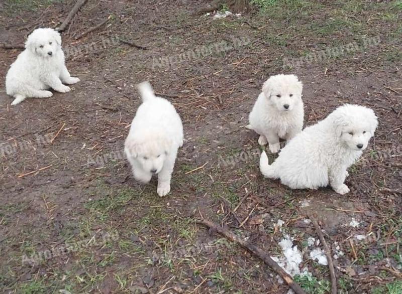 Kuvasz jellegű kiskutyák elvihetők