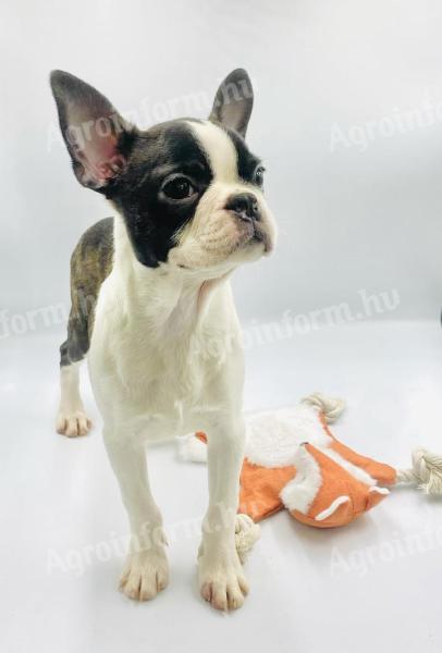 Boston Terrier fajtajellegű kiskutyák gazdát keresnek