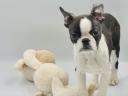 Boston Terrier fajtajellegű kiskutyák gazdát keresnek