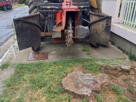 Tuskómarás Valtra T-190 traktorral Greentec Piranha professzionális, nagyteljesítményű tuskómaróval bérelhető