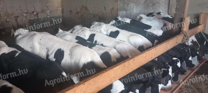 10 db Holstein bika borjú