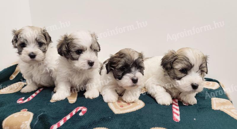 Eladó bichon havanese kiskutyák