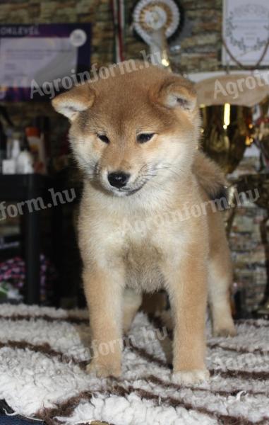 Törzskönyves shiba inu kislányok 