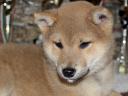 Törzskönyves shiba inu kislányok 