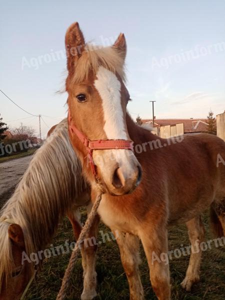 Haflingi kanca csikó