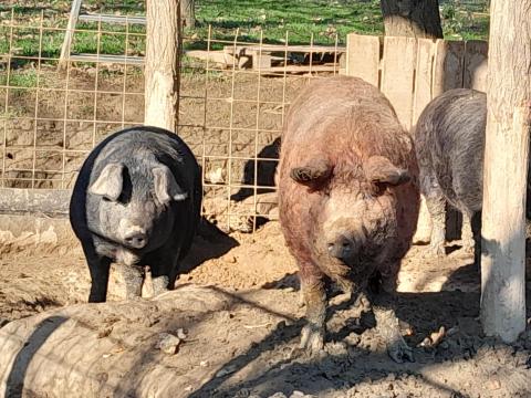 Mangalica hízók eladók