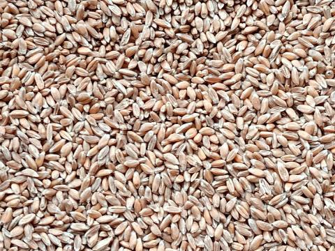 Tönkebúza hántoltan,  minősített,  BIO gazdálkodásból eladó Tönkebúza hántoltan,  minősített,  BIO gazdálkodásból eladó