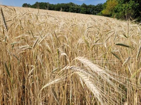 Tönkebúza hántoltan, minősített, biogazdálkodásból eladó Tönkebúza hántoltan, minősített, biogazdálkodásból eladó