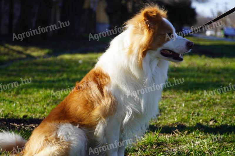 Border collie