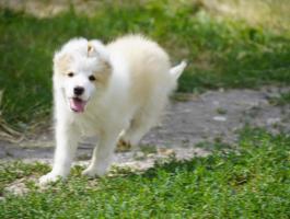Border collie kölykök elérhetők