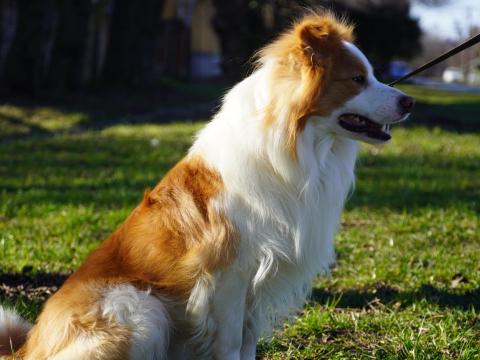Border collie kölykök elérhetők