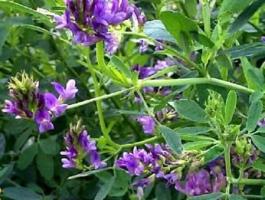 AKG,  zöldítés,  horizontális szántó,  stb. programokhoz vetőmagok,  vetőmagkeverékek