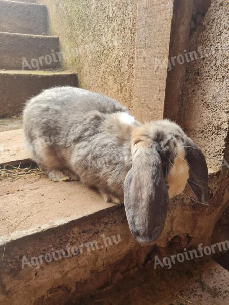 Lógófülű, kosorrú óriásnyulak eladók Balatonfüreden