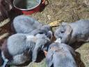 Lógófülű, kosorrú óriásnyulak eladók Balatonfüreden