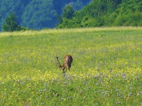 Vadlegelő, méhlegelő keverékek és számos egyéb vetőmag elérhető Vadlegelő, méhlegelő keverékek és számos egyéb vetőmag elérhető