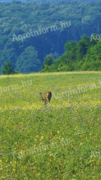 Vadlegelő, méhlegelő keverékek és számos egyéb vetőmag elérhető
