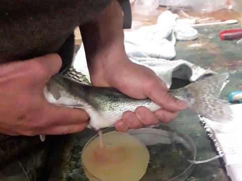 Szakfelügyelet és szaktanácsadás halgazdaságoknak, horgásztó tulajdonosok részére Szakfelügyelet és szaktanácsadás halgazdaságoknak, horgásztó tulajdonosok részére