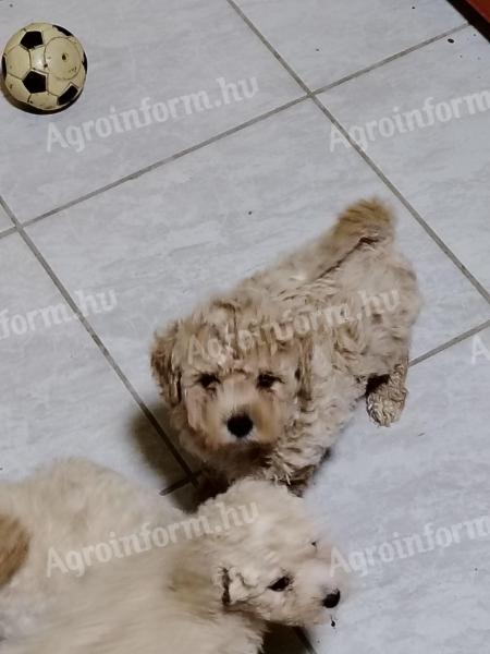 Maltipoo Fiúk szőrét nem Hullajtó