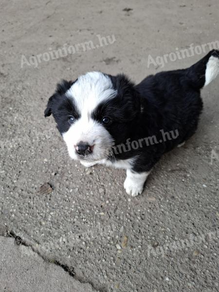 Border collie kiskutyák