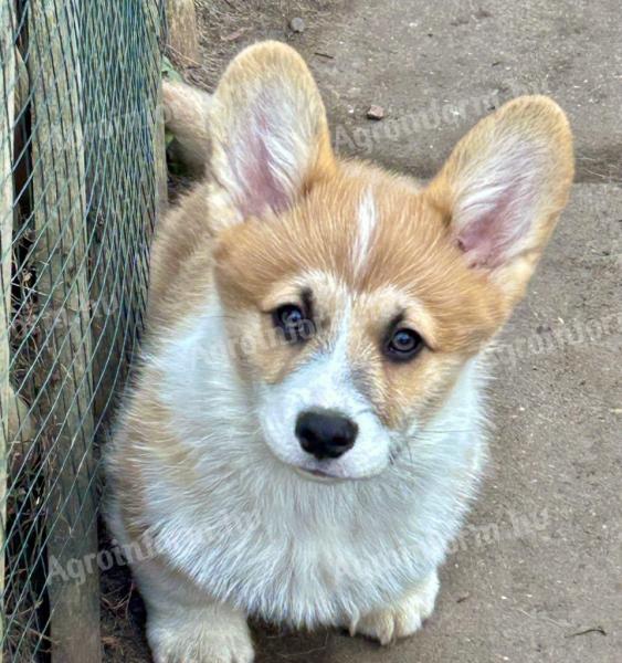 Welsh Corgi Pembroke